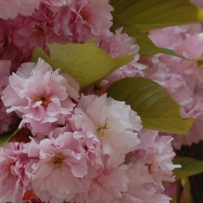 Вишня декоративная «Канзан» на штамбе