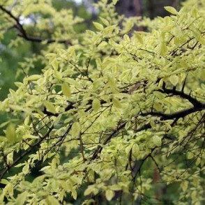 Вяз мелколистный «Гейша» (Geisha) на штамбе