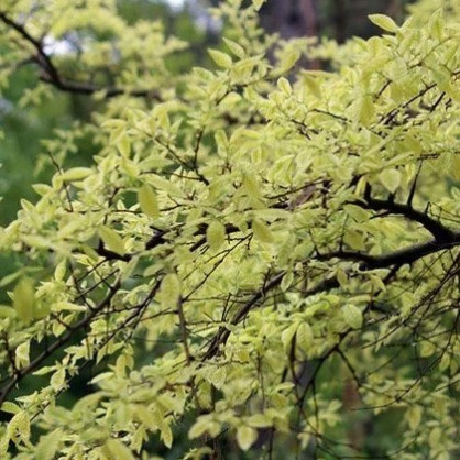 Вяз мелколистный «Гейша» (Geisha) на штамбе