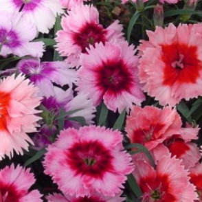 Гвоздика «Диана Лавендина Микс»