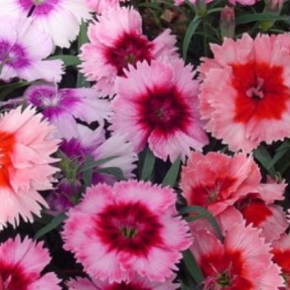 Гвоздика «Диана Лавендина Микс»