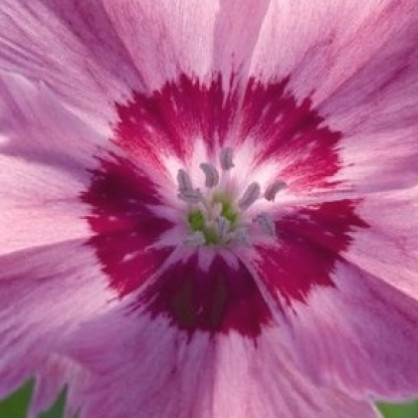 Гвоздика гратинополитанская «Роуз Кварц»