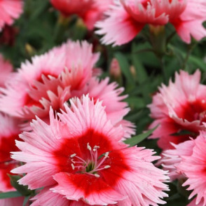 Гвоздика китайская «Рондо»