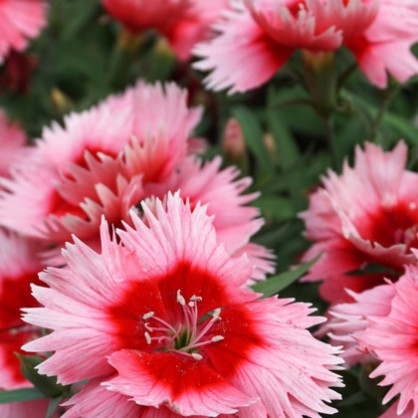 Гвоздика китайская «Рондо»