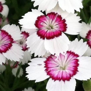 Гвоздика травянка «Вайт-Ред»