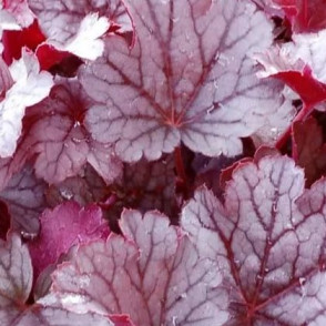 Гейхера «Милан» (Milan)