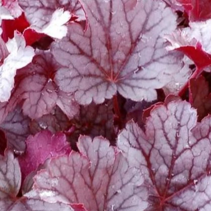 Гейхера «Милан» (Milan)