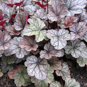 Гейхера «Принц» (Prince)