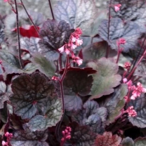 Гейхера «Регина» (Regina)