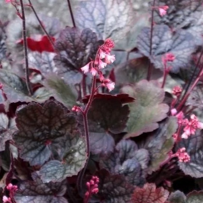 Гейхера «Регина» (Regina)