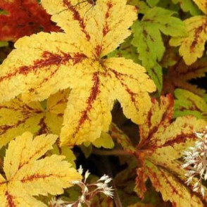 Гейхера «Санрайз Фолс» (Sunrise Falls)