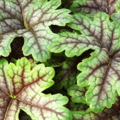 Гейхера «Тапестри» (Tapestry)