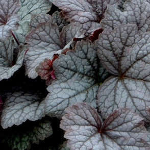 Гейхера «Твайлайт» (Twilight)