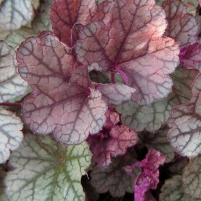 Гейхера «Шуга Фростинг» (Sugar Frosting)