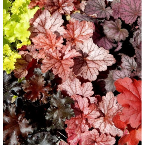 Гейхера в ассортименте