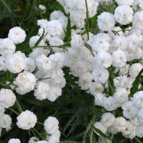 Гипсофила метельчатая