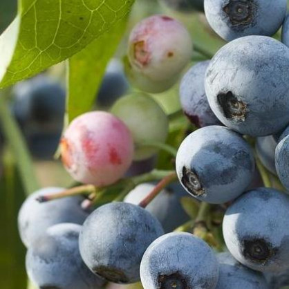 Голубика «Блю Голд» (Bluegold)