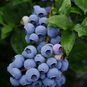 Голубика «Либерти» (Liberty)