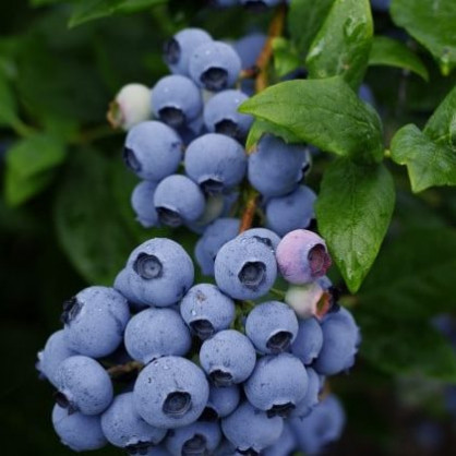 Голубика «Либерти» (Liberty)