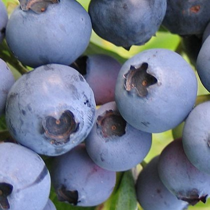 Голубика «Спартан» 