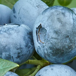 Голубика «Чандлер» (Chandler)