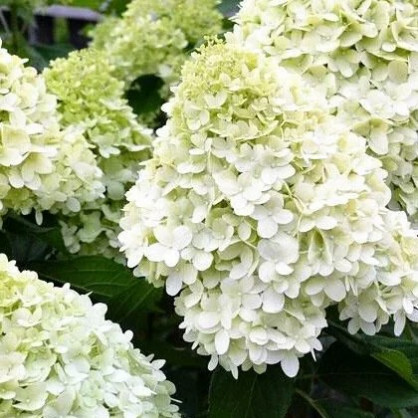 Гортензия «Геркулес» 