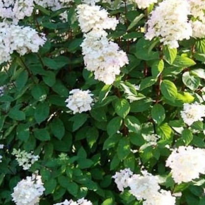 Гортензия «Юник» (Unique)