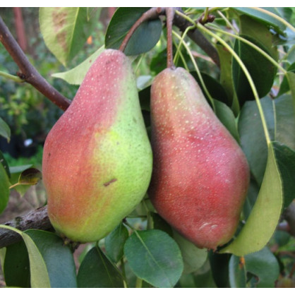 Груша «Яковлевская»