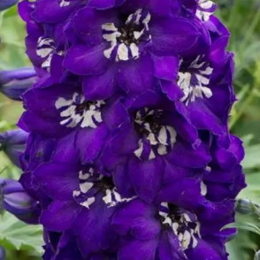 Дельфиниум «Мэджик Фонтэйнс Дарк Блю Дарк Би»