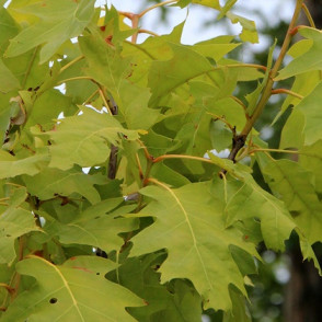 Дуб красный «Аурея» (Aurea)