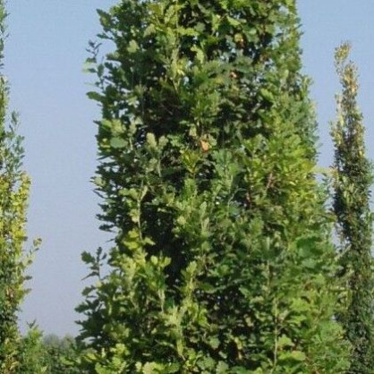 Дуб черешчатый «Фастигиата» (Fastigiata)