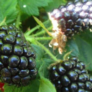 Ежевика «Джамбо»