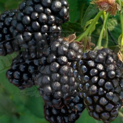 Ежевика «Натчез» (Natchez)