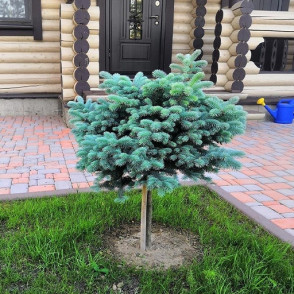 Ель колючая «Глаука Глобоза» на низком штамбе