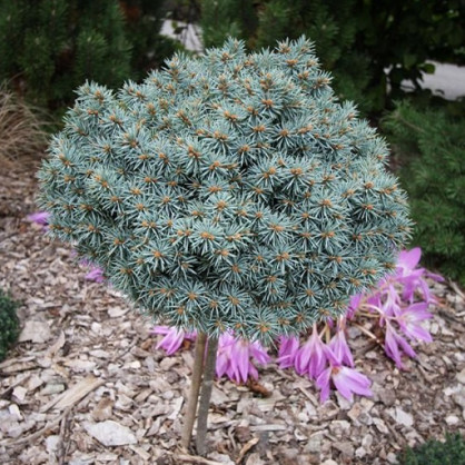 Ель колючая Пали на штамбе (Picea pungens Pali)