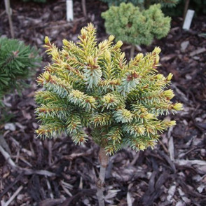 Ель сербская «Певе Тиджин» ( Picea omorika Peve Tijn) на штамбе