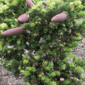 Ель колючая «Лаки страйк»