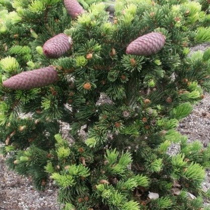 Ель колючая Лаки страйк