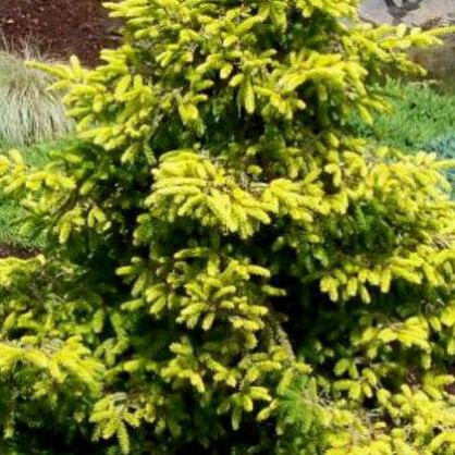 Ель восточная Ауреоспиката