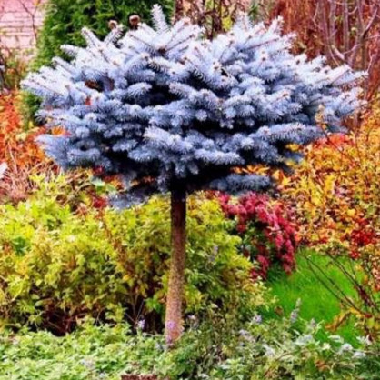 Ель колючая Глаука Глобоза на штамбе