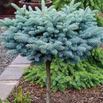 Ель колючая «Глаука Глобоза» на штамбе