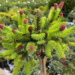 Ель обыкновенная «Акрокона» на штамбе