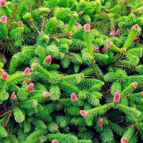 Ель обыкновенная «Пуш»