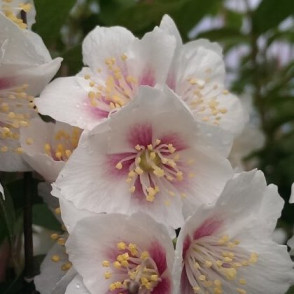 Жасмин (чубушник) «Биколор»