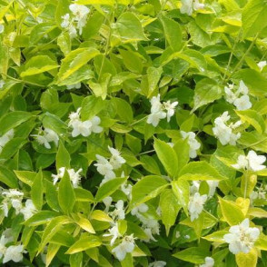 Жасмин (чубушник) «Венгерский Ауреус»