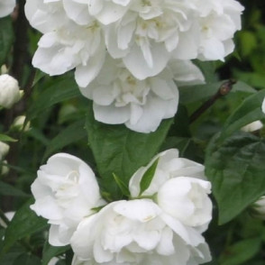 Жасмин (чубушник) «Зоя Космодемьянская»