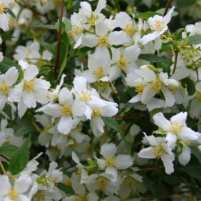 Жасмин (чубушник) земляничный