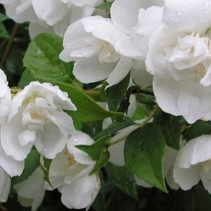 Жасмин (чубушник) крупноцветный