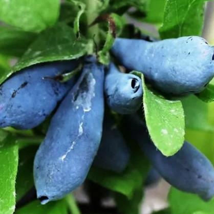 Жимолость Волхова