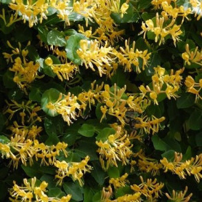 Жимолость «Каприфоль»